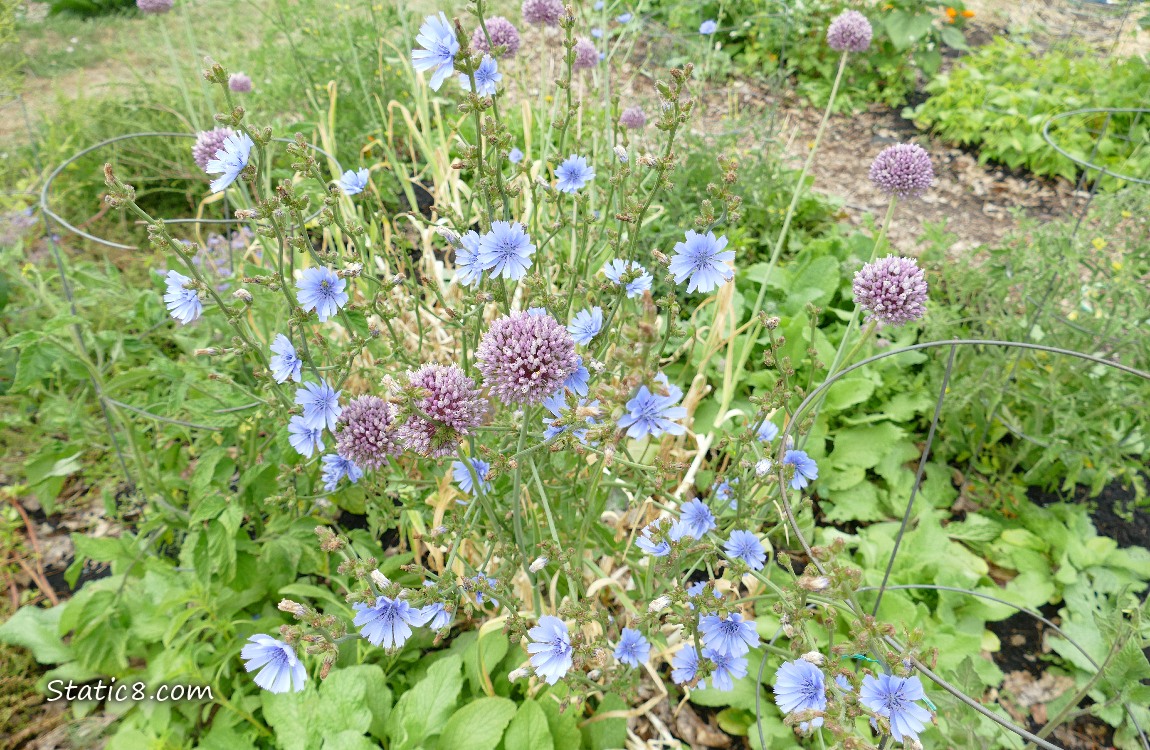 Chicory and Garlic blooms in a garden