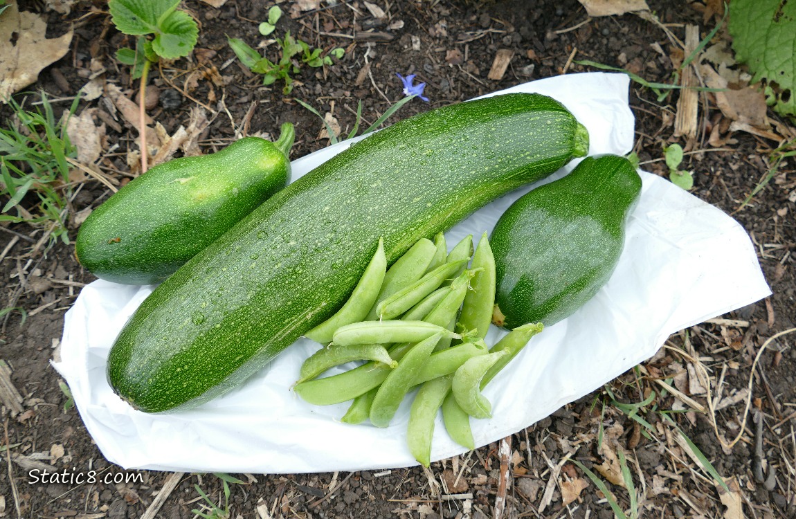 Harvested Zucs and Snap Peas