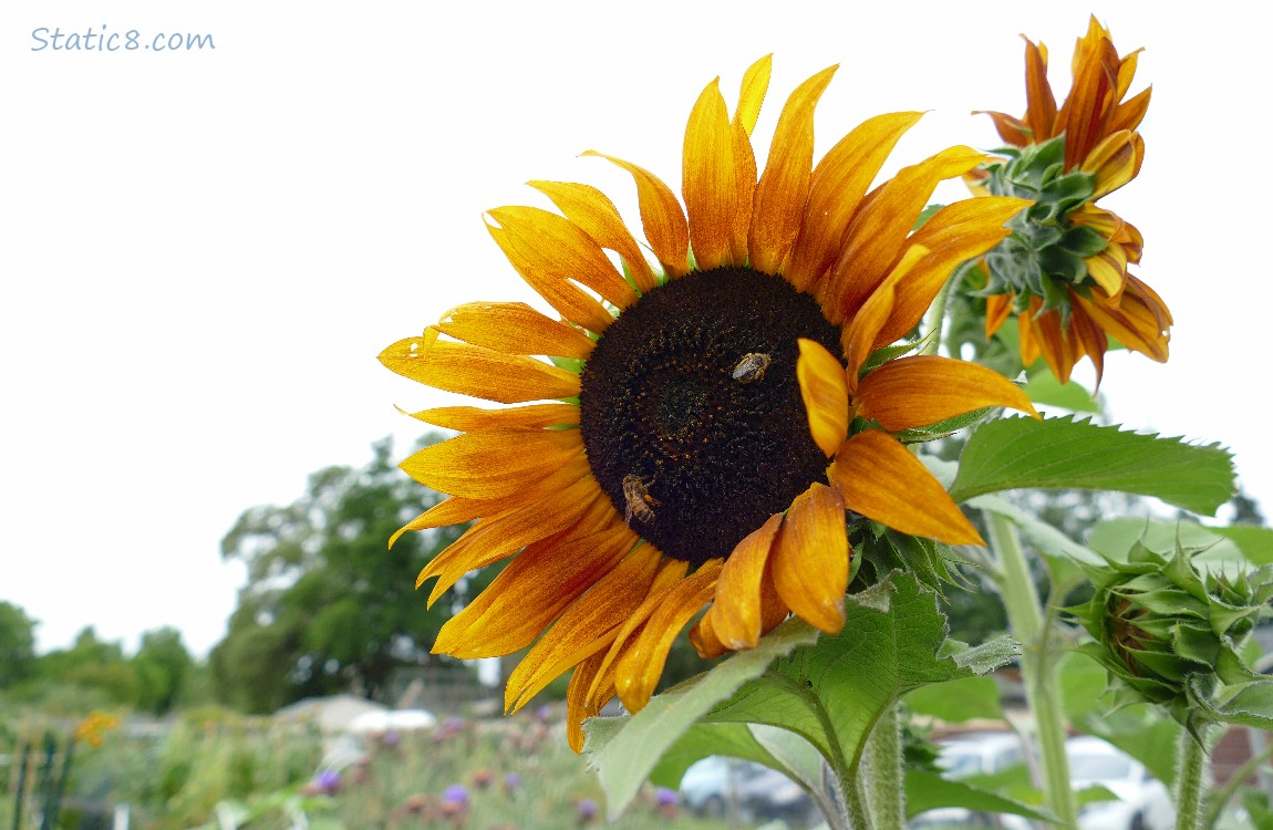 Sunflower blooms in front of a grey sky