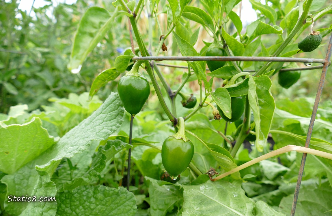 Green pepper fruits growing on the vine