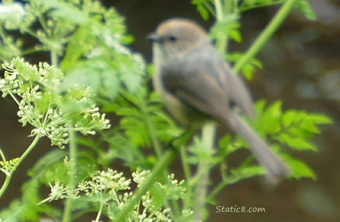Blurry Bushtit stating on a twig of poison hemlock