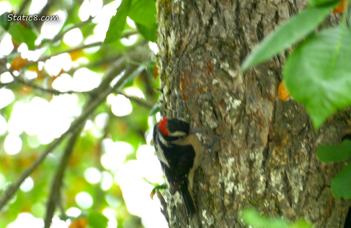 Downy Woodpecker on a tree trunk with leaves all around