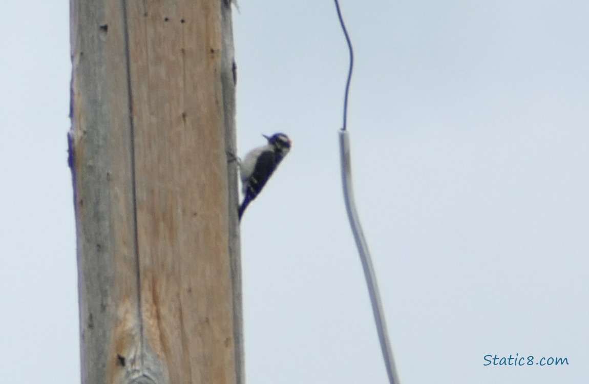 Downy Woodpecker on the side of a wood pole