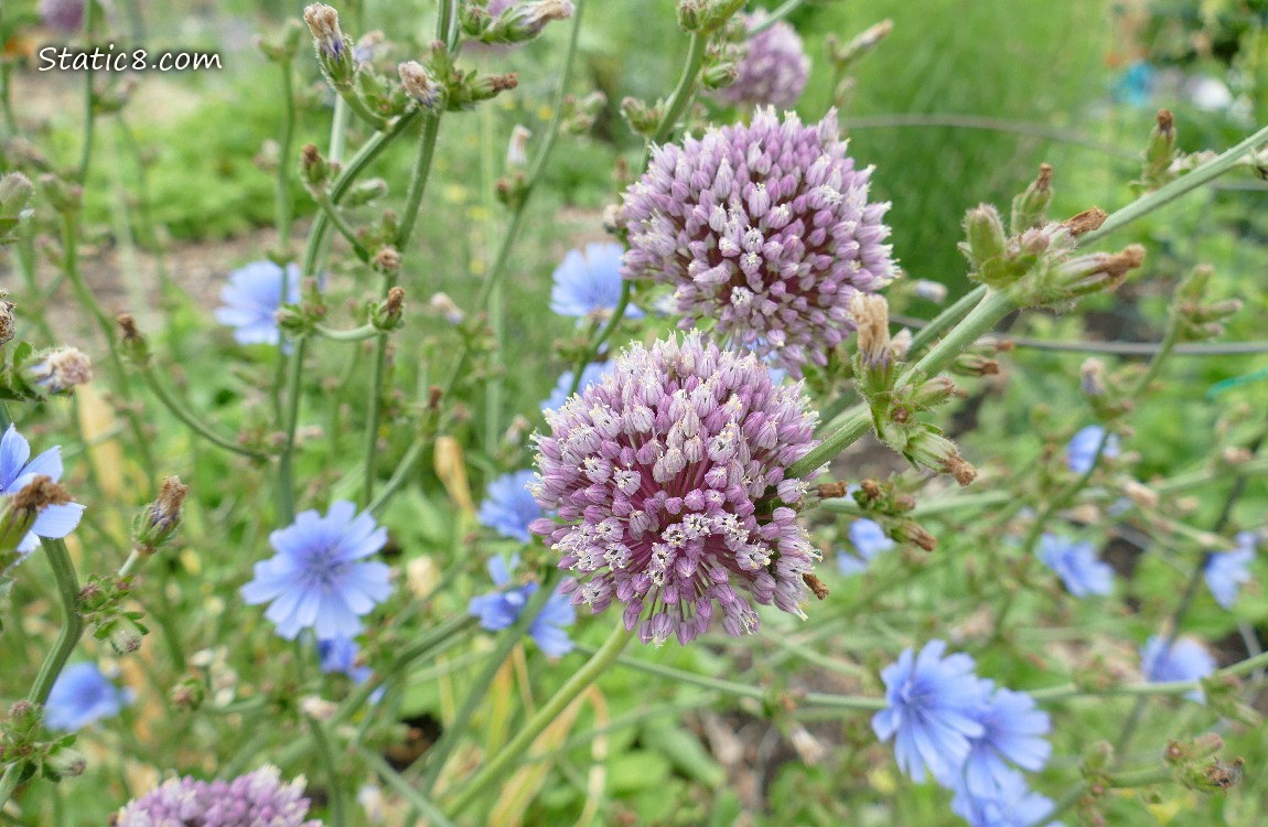 Garlic blooms surounded by Chicory blooms