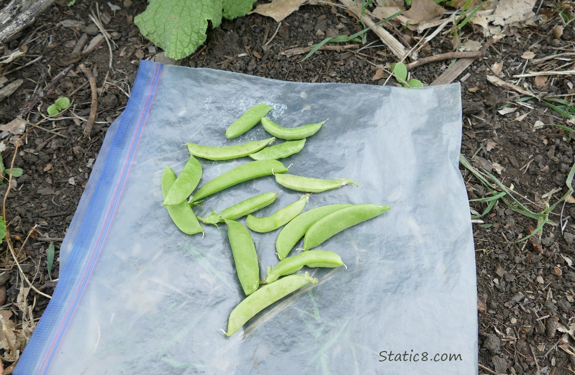 Harvested Snap Peas lying on a ziplock on the ground