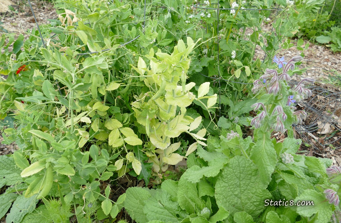 Pea plants