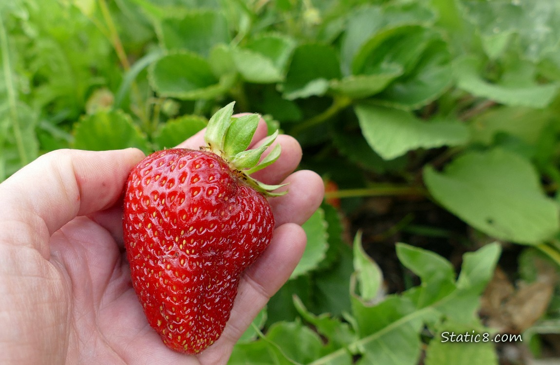 Strawberry held in a hand