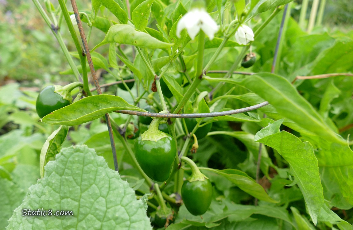 Pepper plant with flowers and fruits
