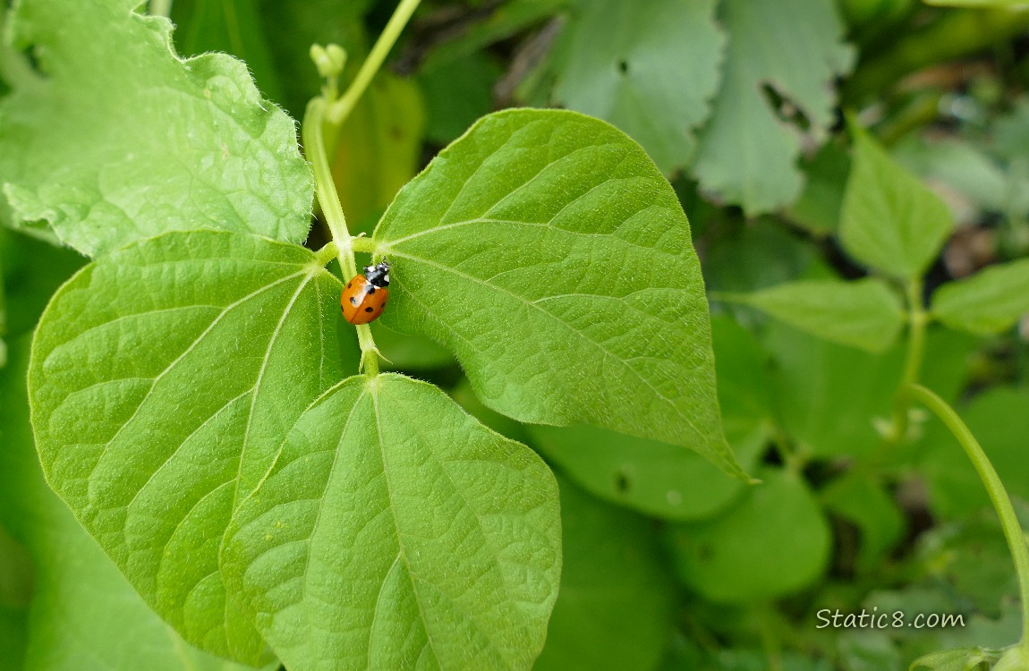 Seven Spot Ladybug on a bean leaf