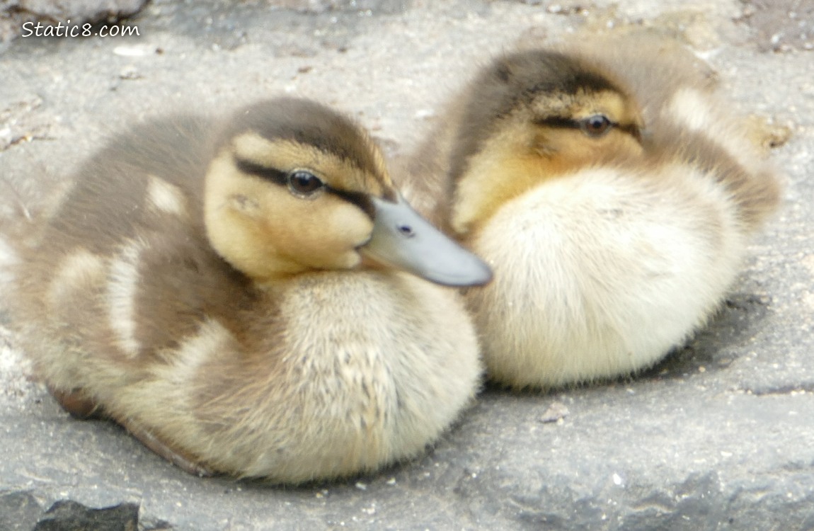 Two Ducklings sitting on a grey rock