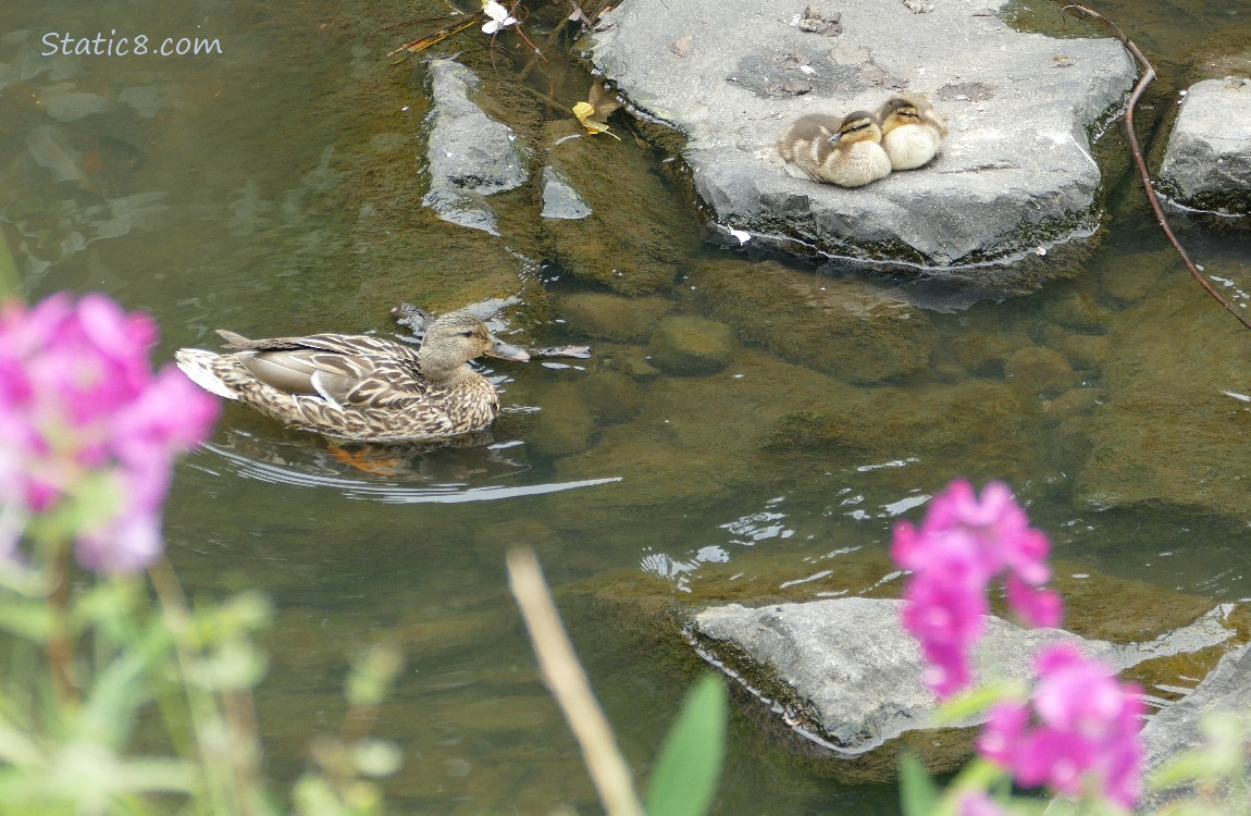 Mama mallard paddling in the water next to two ducklings sitting on a rock