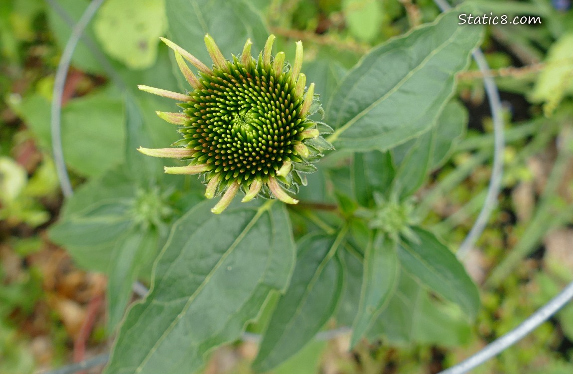 Bud on an Echinacea plant