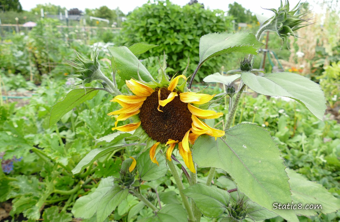 Sunflower blooming in a garden
