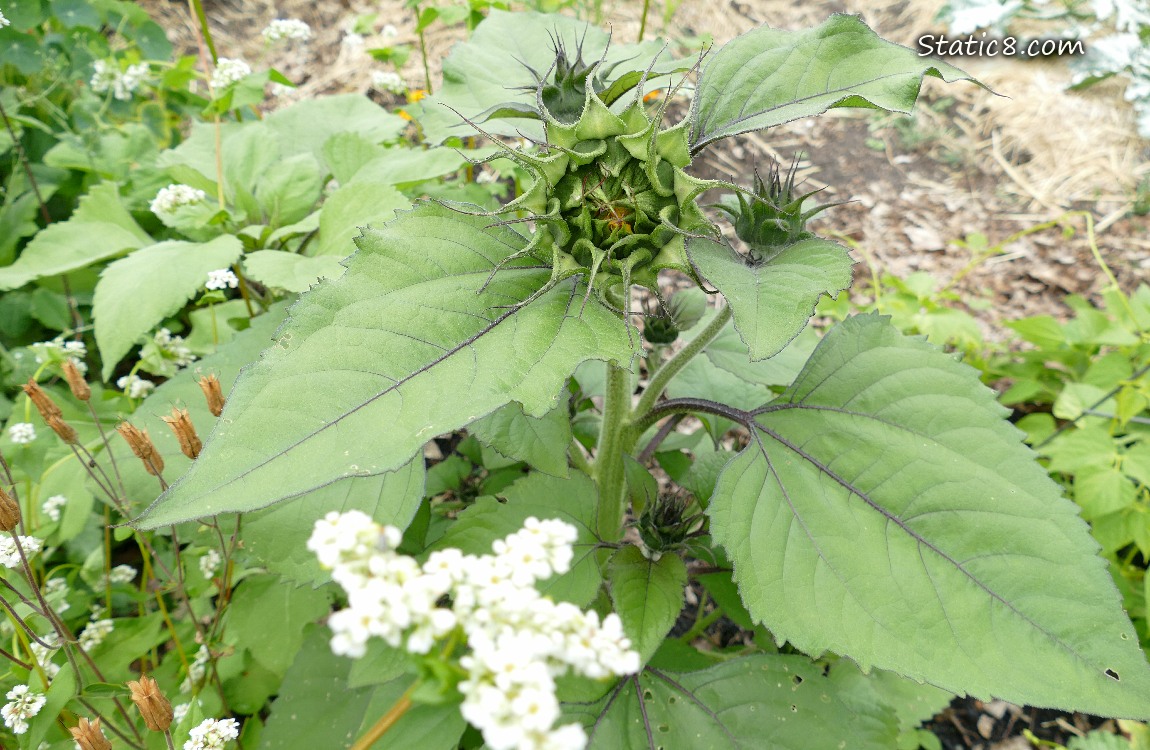 Sunflower with buds about to bloom