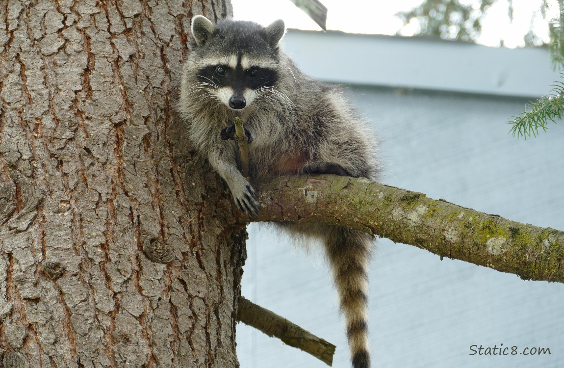 Raccoon lying on a branch in a tree