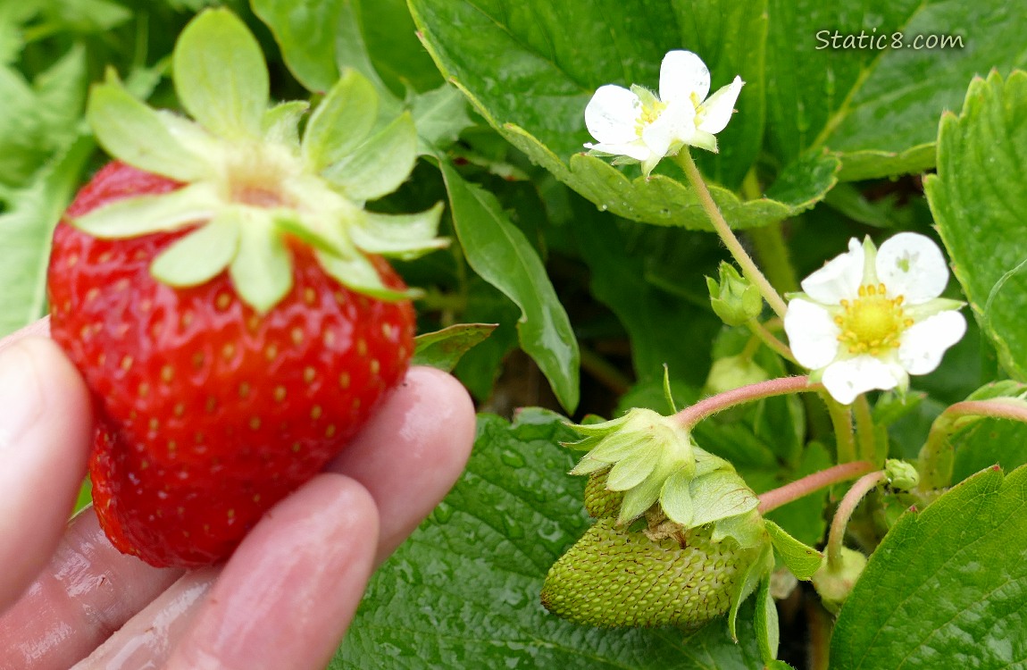 Hand holding a ripe strawberry fruit in front of green fruits on the vine