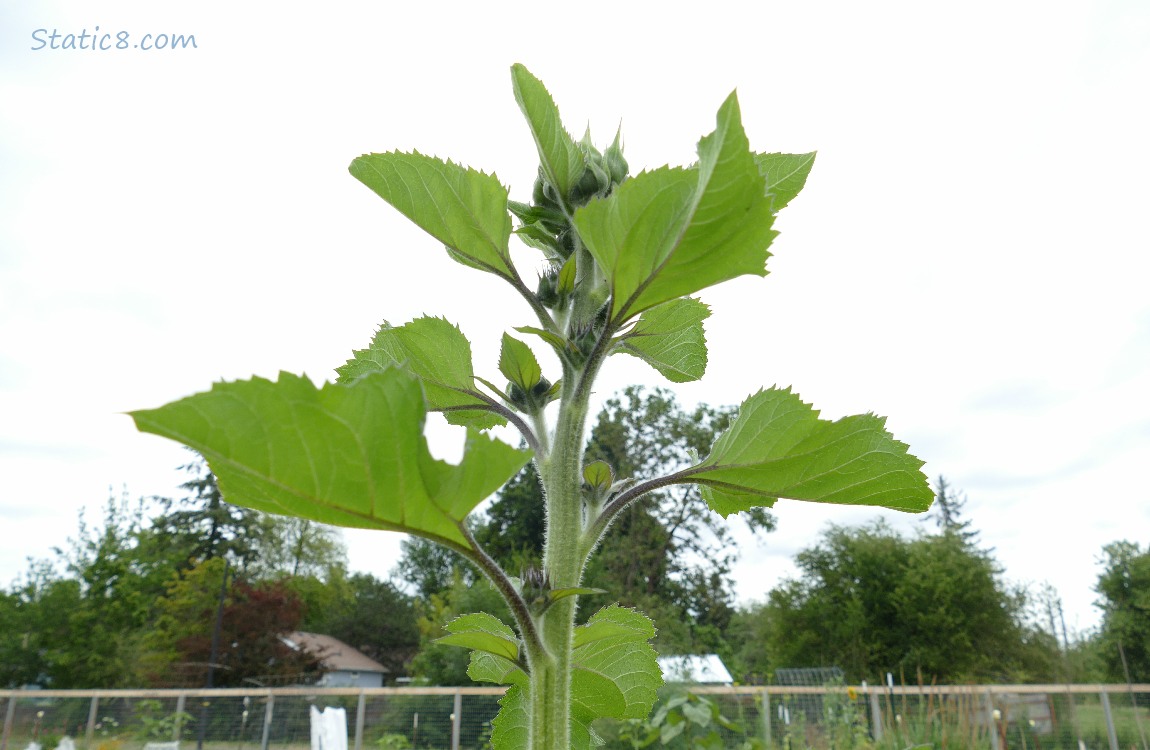 Sunflower in front of grey sky