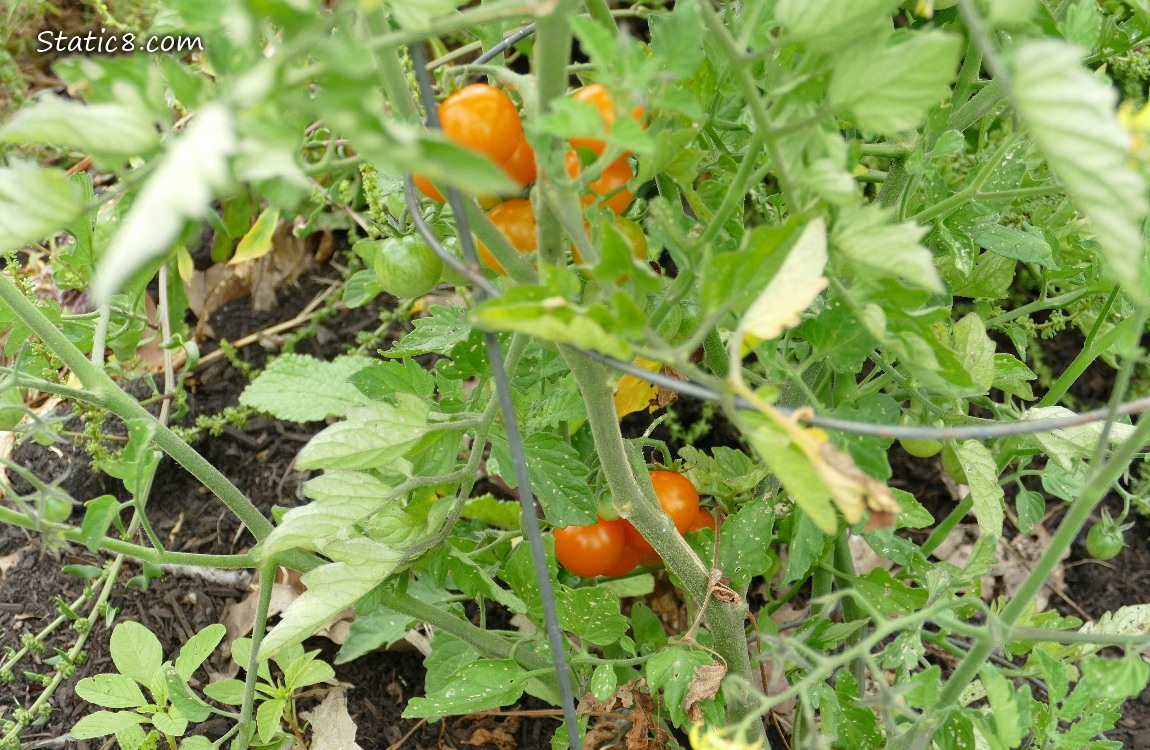 Orange Cherry tomatoes ripening on the vine