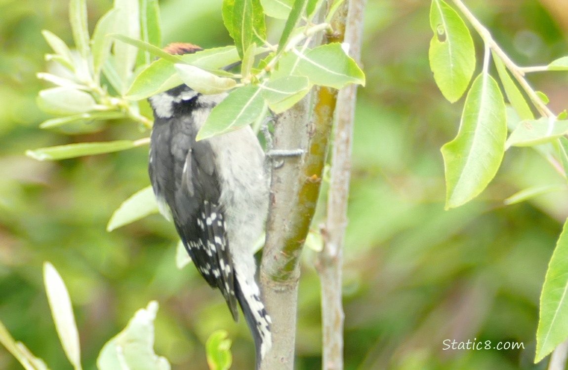 Downy Woodpecker standing on a twig, his face behind a leaf