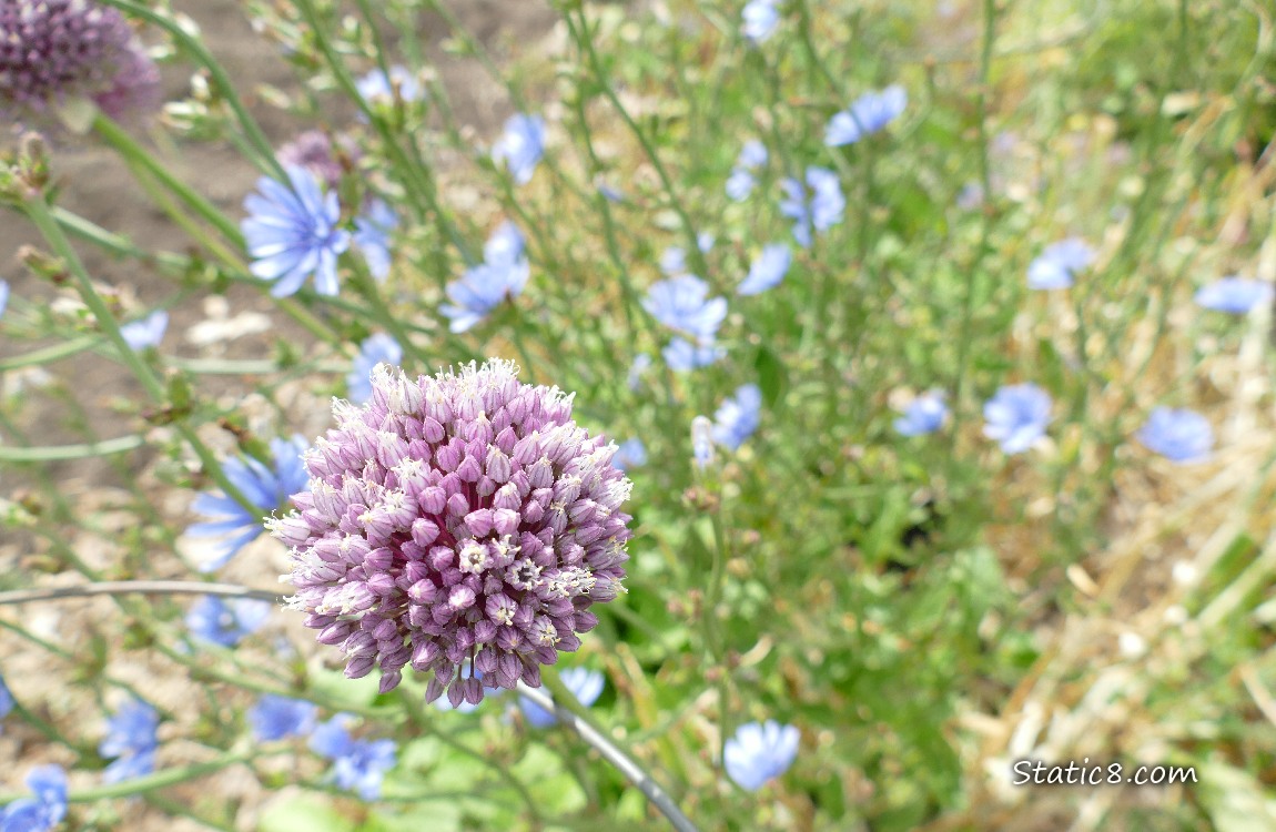 Garlic bloom surrounded by Chicory blooms