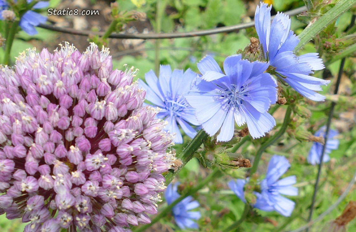 Garlic bloom surrounded by Chicory blooms