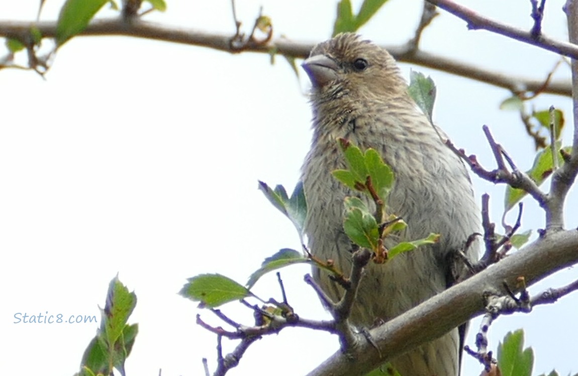 House Finch standing on a branch with grey sky behind