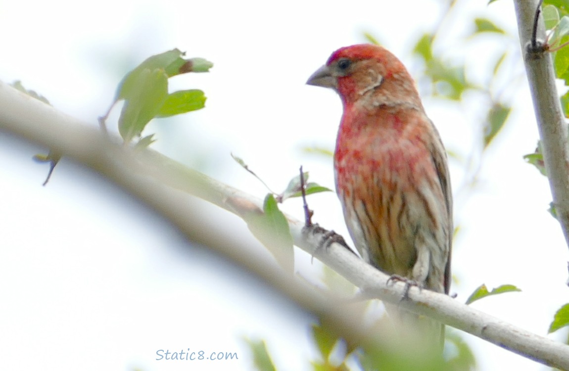 Male House Finch standing on a branch with grey sky behind