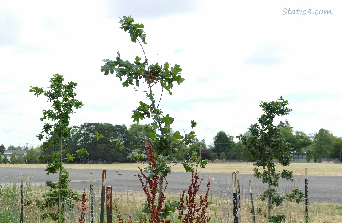 Three Oak saplings in front of a parking lot and trees in the distance.  Grey sky above