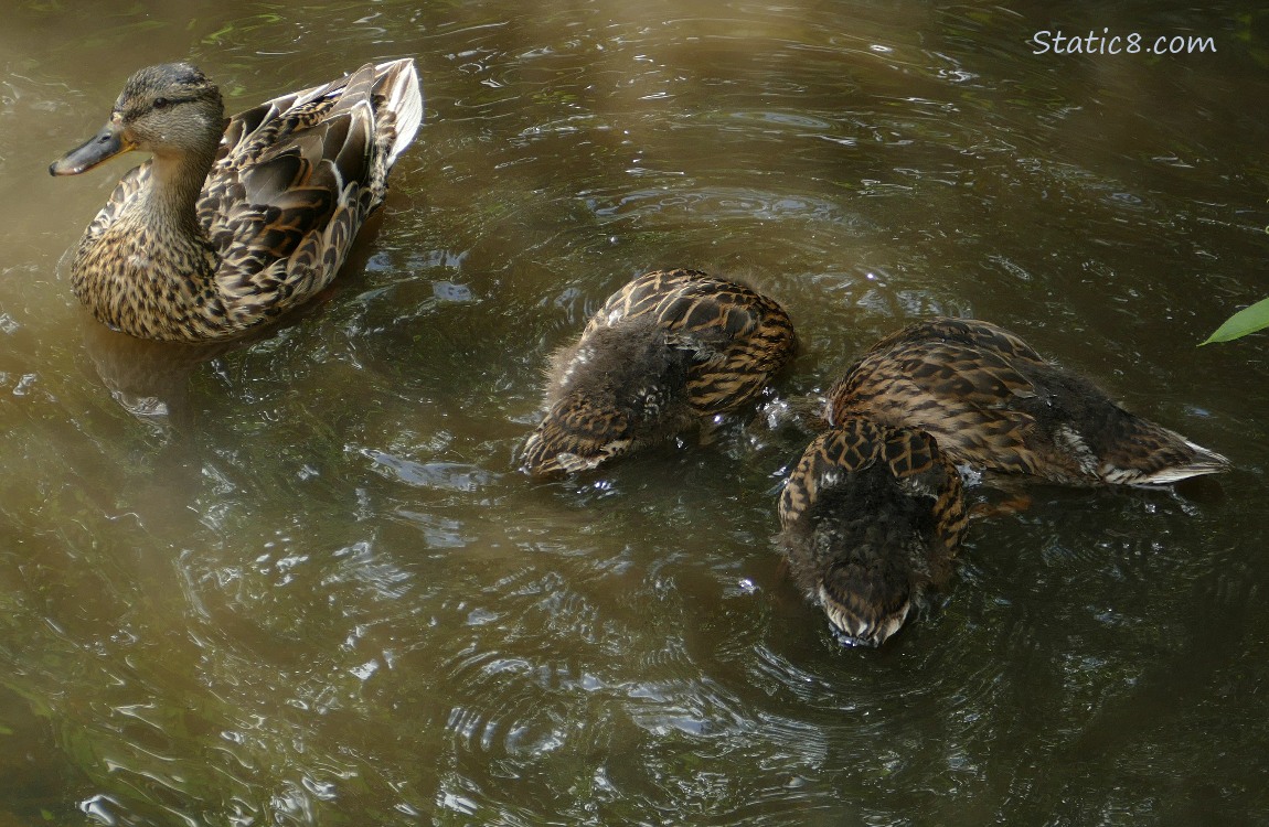 Mama Mallard with three ducklings, all with their heads under the water