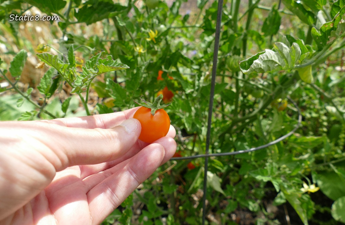 Hand holding an orange cherry tomato in front of a tomato plant