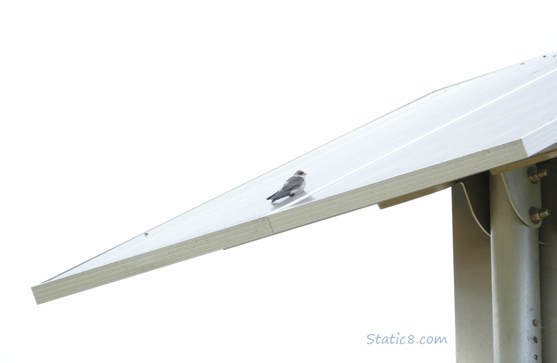 Bird lying on a solar panel 