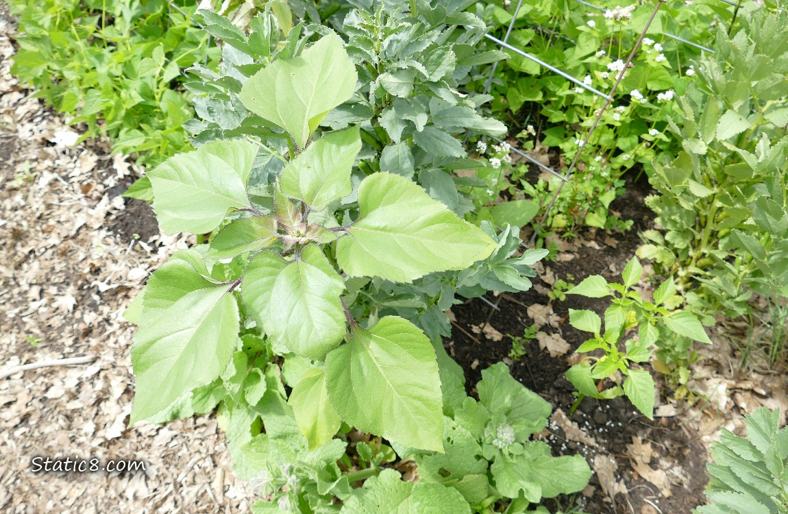 Sunflower and Tomatillo with bean plants