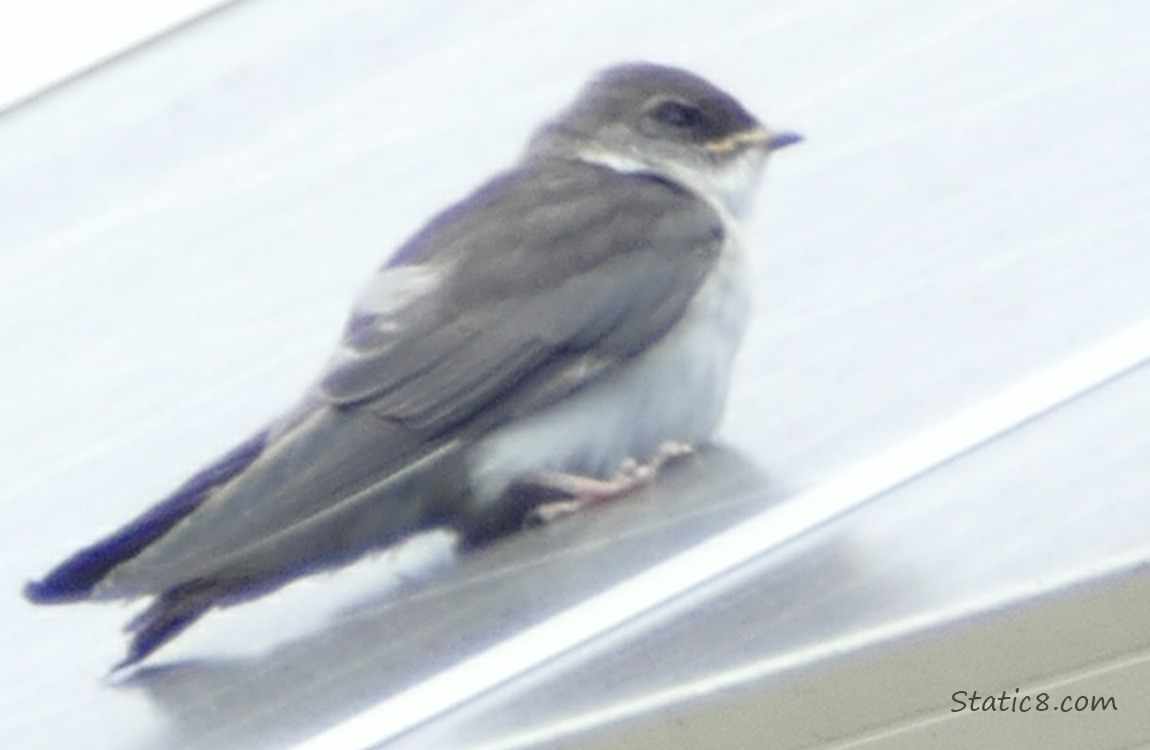 Fledgling Violet Green Swallow lying on a solar panel
