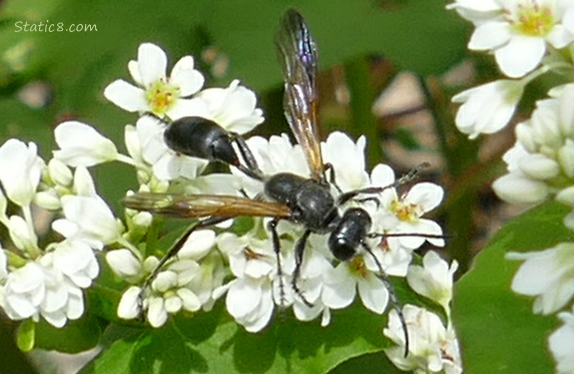 Wasp standing of a Buckwheat flower cluster