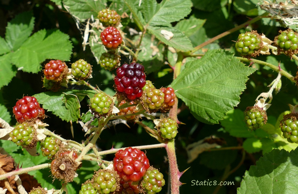Blackberries ripening on the vine