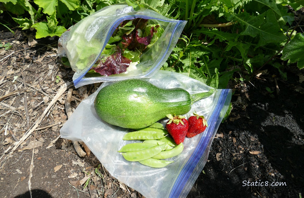 Harvested veggies laying on a ziplock on the ground