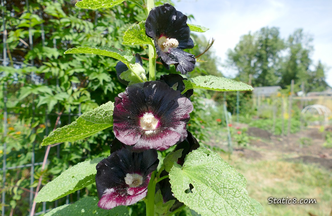 Dark purple Hollyhock blooms in front of garden beds