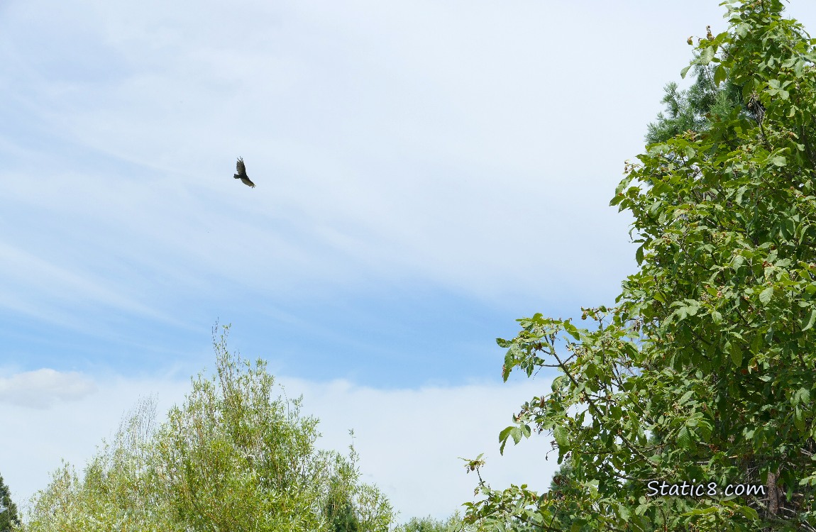 Vulture flying above trees