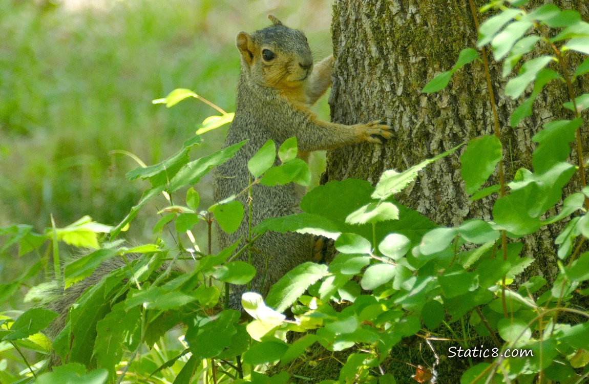 Squirrel standing on the side of a tree trunk
