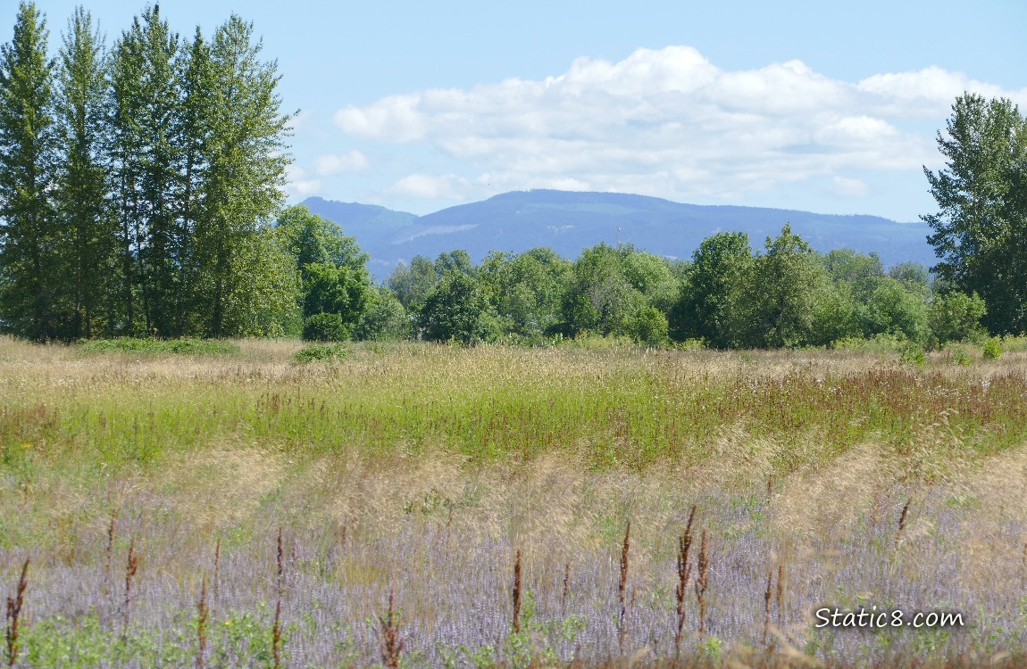 Looking past the prairie and trees to the hill in the distance