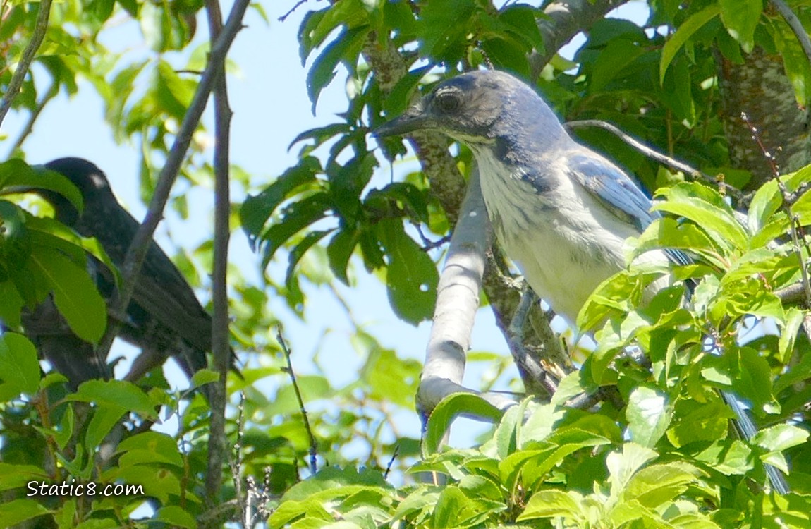shadowed Scrub Jays in a tree