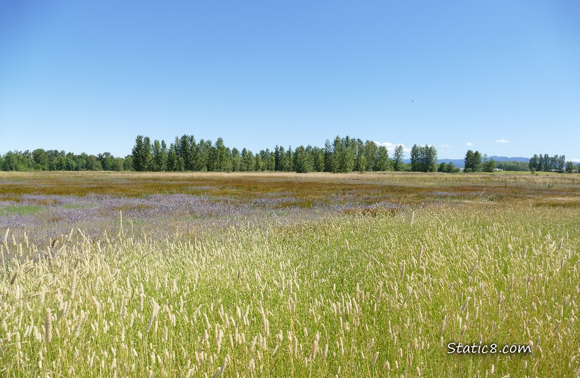 Prairie of different grasses, trees in the distance, blue sky overhead
