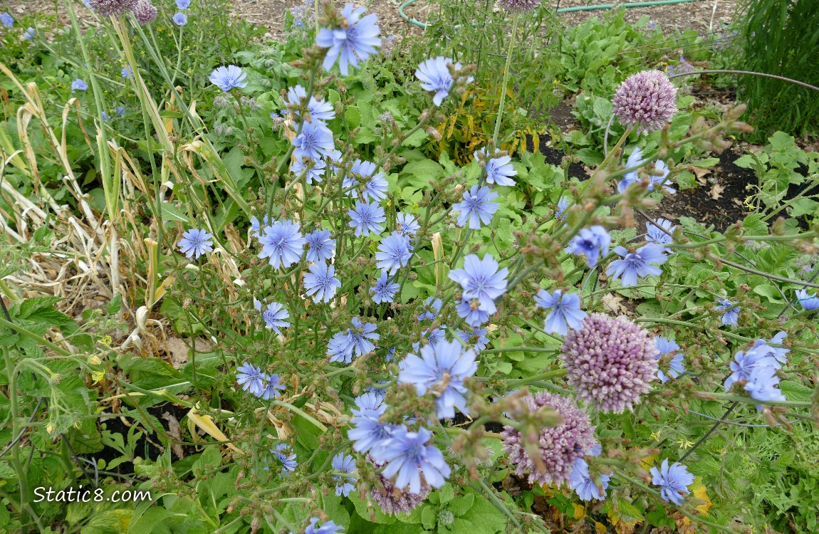 Chicory blooms with garlic blooms