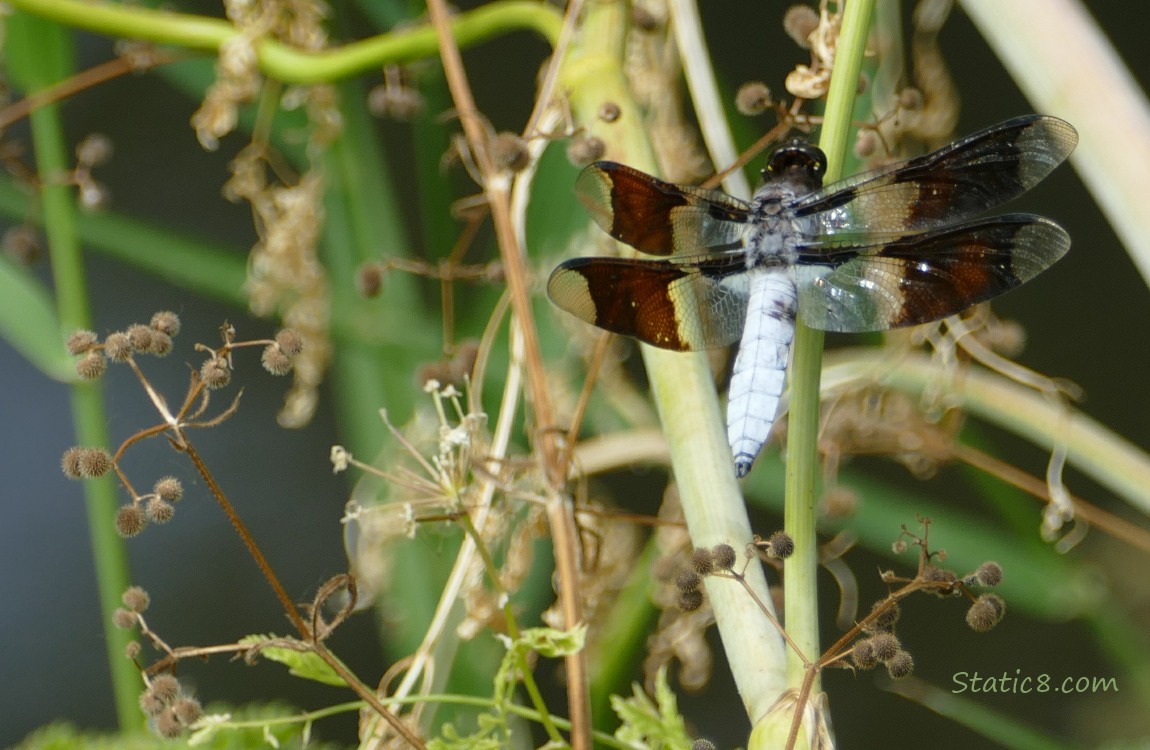 Common Whitetail Dragonfly standing on a blade of grass