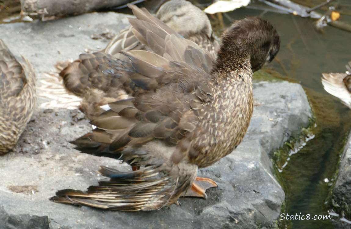 Mallard standing on a rock in the water, preening