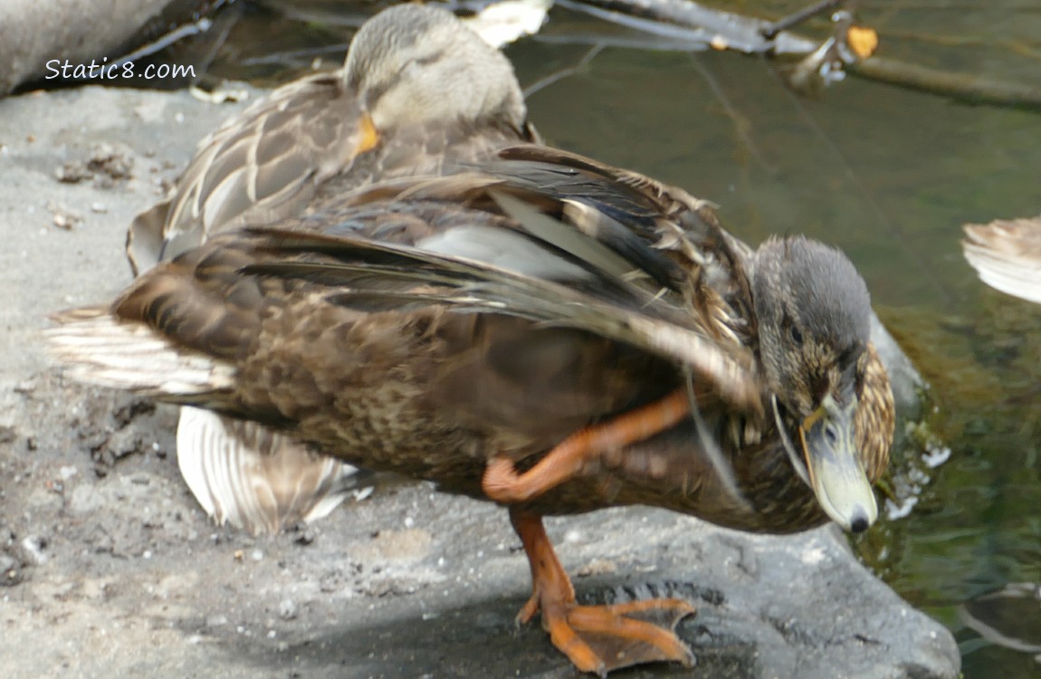 Duck standing on a rock in the water, scratching his wing with his foot