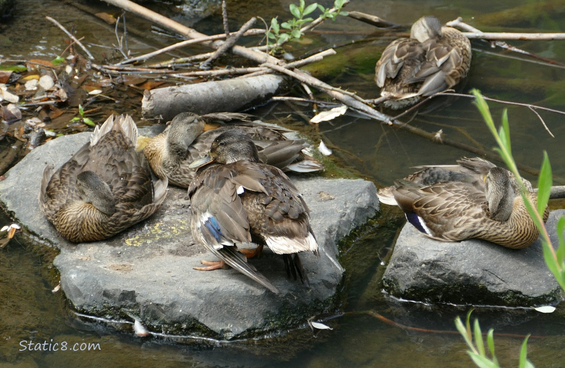Mallards napping on a rock in the water