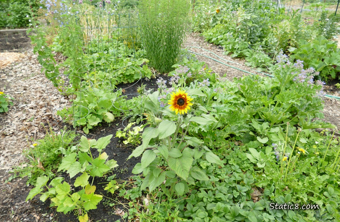 Garden plot