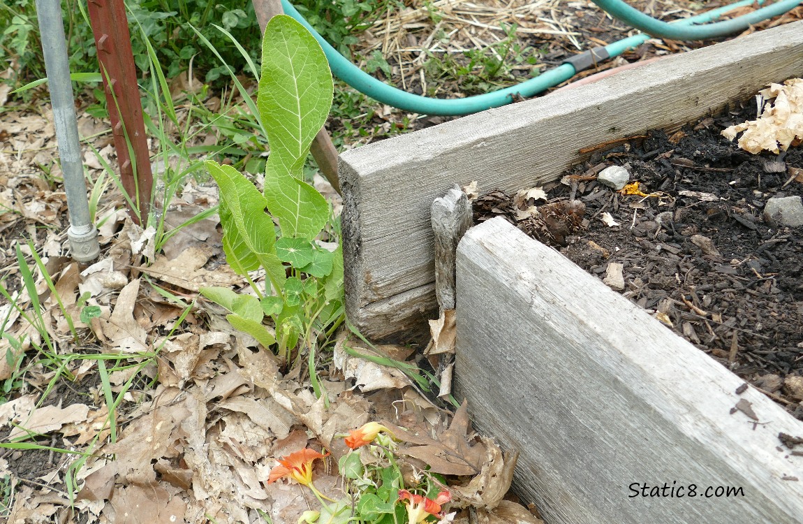 Horseradish plant growing next to a raised bed