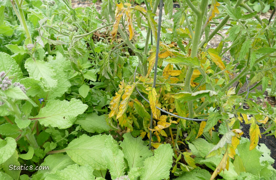 Tomato plant with yellow leaves